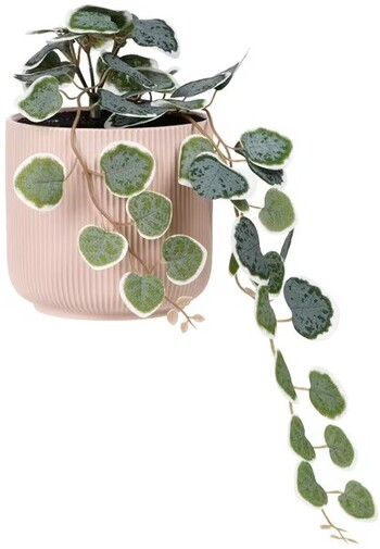 Otto Ribbed Hanging Planter with Plant Pink
