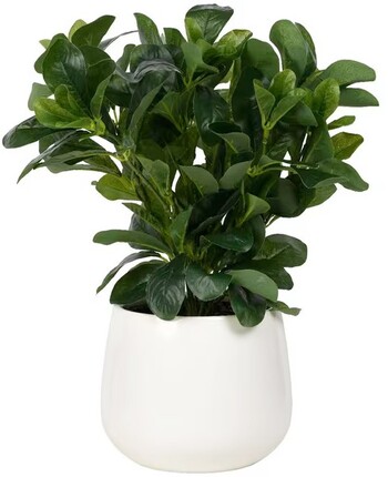 Otto Round White Glazed Pot with Plant