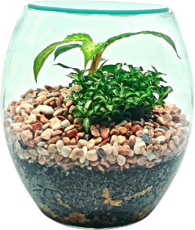 How To Make A Terrarium - Bunnings Australia