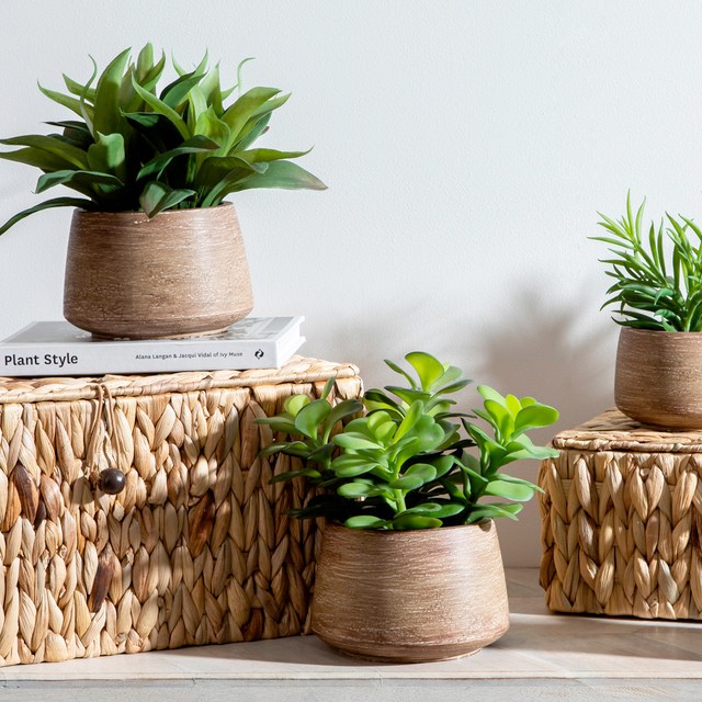 Eden Potted Succulent Large by M.U.S.E.