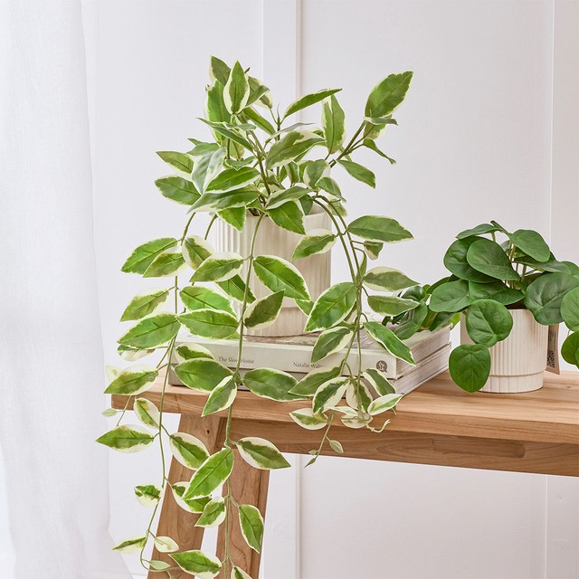 Artificial Hali Potted Plant by M.U.S.E.