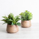Eden-Potted-Succulent-Large-by-MUSE Sale