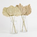 Dried-Fan-Palm-Stem-by-MUSE Sale