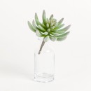 Succulent-Aeonium-Pick-Large-by-Habitat Sale