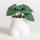 Culo-Planter-by-MUSE Sale