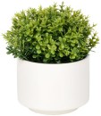 Otto-Mini-Plant-Shrub Sale