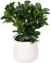 Otto-Round-White-Glazed-Pot-with-Plant Sale