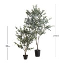 Olive-Small-Tree-by-MUSE Sale