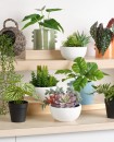 30-off-Succulent-Mix-in-Ceramic-Pot Sale
