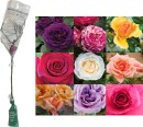 The-Rose-Company-1-Year-Old-Rose-Patio-Standard Sale