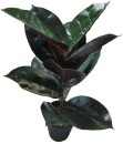 30-off-Artificial-Rubber-Plant-Green-45cm Sale