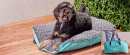 Tails-Paws-Portable-Pet-Travel-Bed Sale