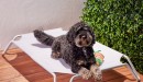 Tails-Paws-Elevated-Pet-Bed Sale