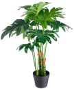 Philodendron-Green-75cm Sale