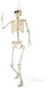 NEW-Posable-Skelton Sale