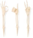 NEW-3-Piece-Skeleton-Hand-Garden-Stakes Sale