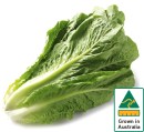 Australian-Cos-Lettuce-Twin-Pack Sale