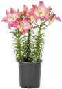 Potted-Asiatic-Lily Sale