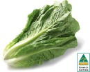 Australian-Cos-Lettuce-Twin-Pack Sale