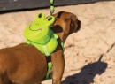 Frog-Dog-Harness Sale