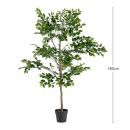 Ficus-Tree-by-MUSE Sale