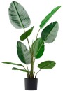 Banana-Palm-Green-100cm Sale