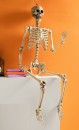 Spooky-Hollow-Life-Size-Skeleton-16m Sale