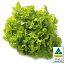 Australian-Green-Oak-Lettuce Sale