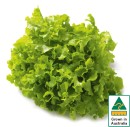 Australian-Green-Oak-Lettuce Sale