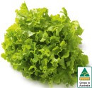 Australian-Green-Oak-Lettuce Sale