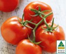 Australian-Truss-Tomatoes Sale