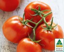 Australian-Truss-Tomatoes Sale