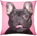 Brampton-House-Photo-Real-Frenchie-Cushion-45-x-45cm Sale