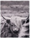 Brampton-House-Photo-Real-Highland-Cow-Blanket-180-x-220cm Sale