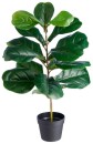 Fiddlelleaf-Green-75cm Sale