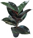 Rubber-Plant-Green-45cm Sale