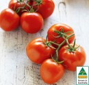 Australian-Truss-Tomatoes Sale