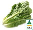 Australian-Cos-Lettuce-Twin-Pack Sale