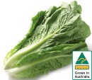 Australian-Cos-Lettuce-Twin-Pack Sale