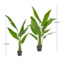 Heliconia-Plant-by-MUSE Sale