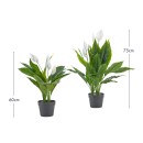 Mini-Peace-Lily-Plant-by-MUSE Sale