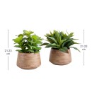 Eden-Potted-Succulent-Large-by-MUSE Sale