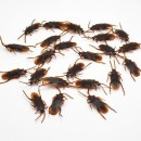 Cockroaches-45cm-Pk-24 Sale