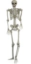 Skeleton-15m-Standing-Ea Sale