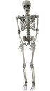 Skeleton-Hanging-98cm-Ea Sale