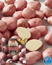 Coles-Australian-Red-Royale-Potatoes-2kg-Bag Sale