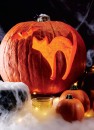 Australian-Jack-O-Lantern-Pumpkin Sale