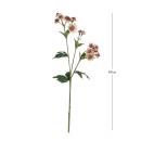 Astrantia-Stem-by-MUSE Sale