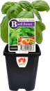 Sweet-Basil Sale