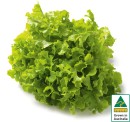 Australian-Green-Oak-Lettuce Sale